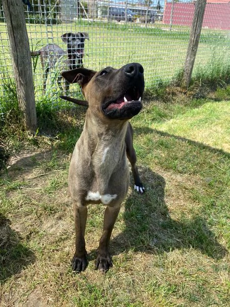 MALI dolce pastore malinois | Foto 5