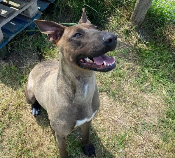 MALI dolce pastore malinois | Foto 4