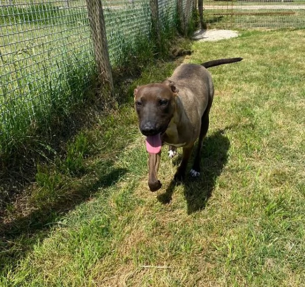 MALI dolce pastore malinois | Foto 3
