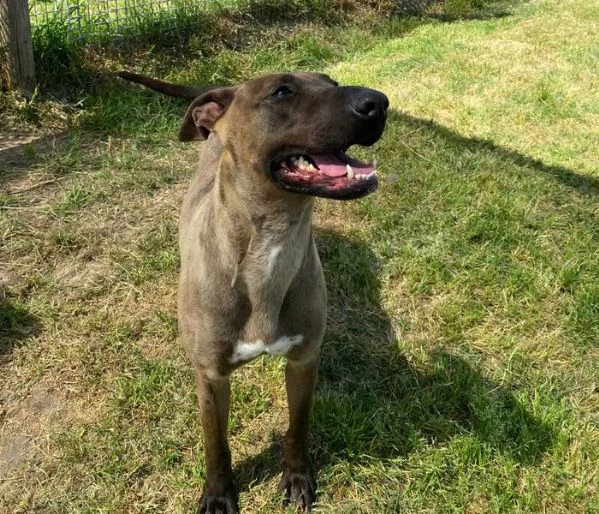 MALI dolce pastore malinois | Foto 2