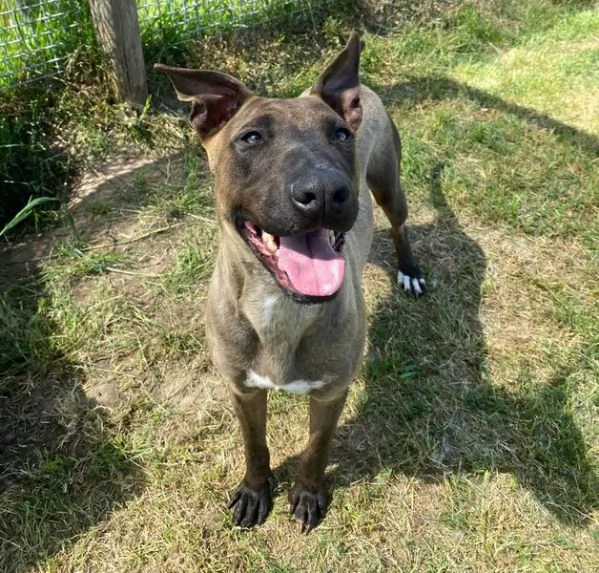 MALI dolce pastore malinois