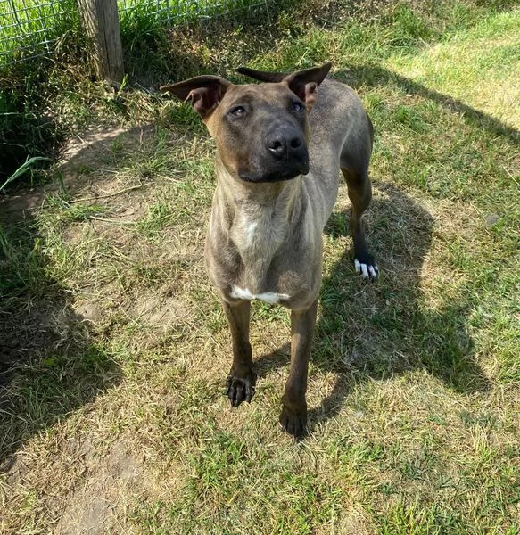 MALI dolce pastore malinois | Foto 1