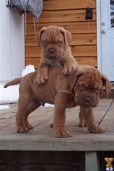 Regalo Cuccioli dogue de bordeaux Disponibili bellissimi cuccioli di dogue de bordeaux genitori vis