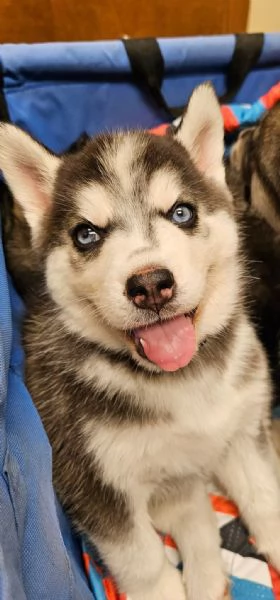 Cuccioli di siberian husky