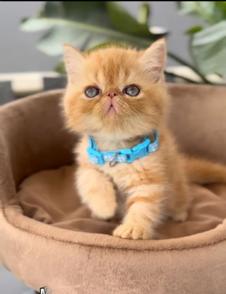 Cuccioli di Gatto Persiano Ipertipo ed Exotic Shorthair 