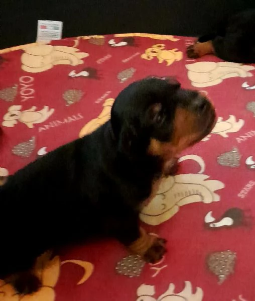 Zwergpinscher con pedigree  | Foto 3