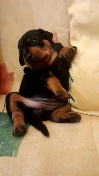 Zwergpinscher con pedigree  | Foto 2