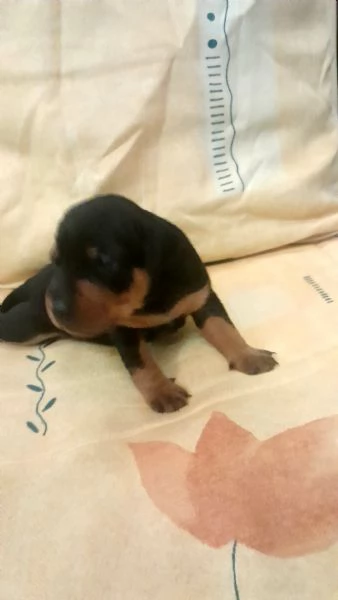 Zwergpinscher con pedigree  | Foto 1