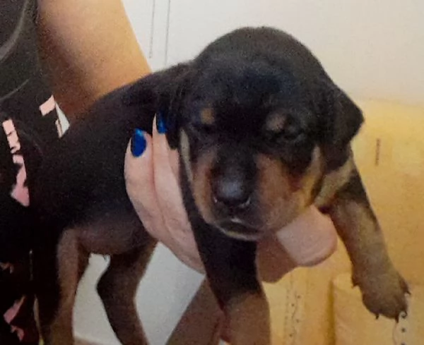 Zwergpinscher con pedigree  | Foto 0
