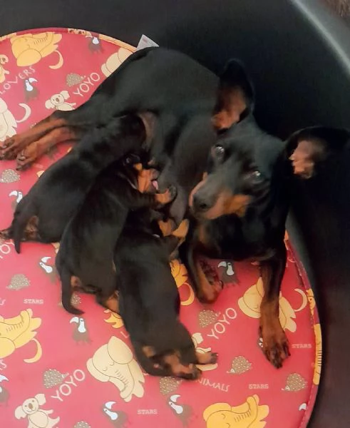 Zwergpinscher con pedigree 