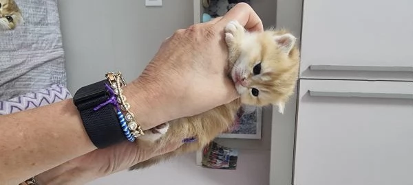 cuccioli scottish | Foto 6