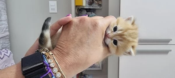 cuccioli scottish | Foto 5