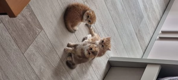 cuccioli scottish | Foto 4