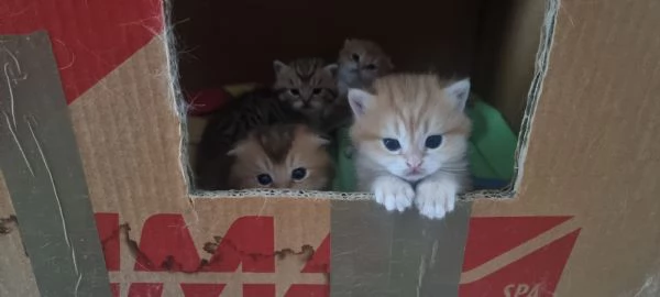 cuccioli scottish | Foto 3