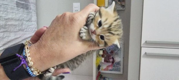 cuccioli scottish | Foto 0