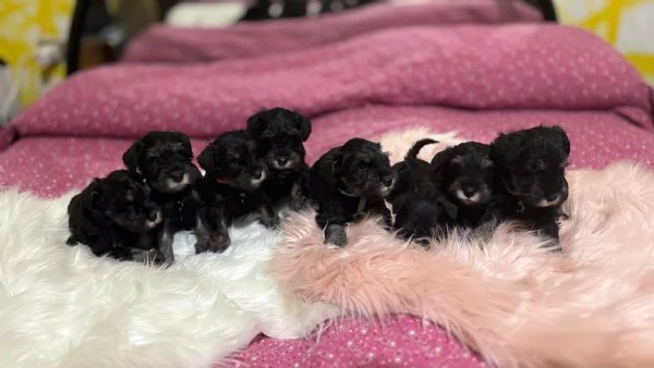 Cuccioli di Schnauzer nano nero argento  | Foto 1