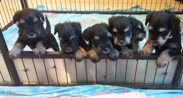 CUCCIOLI DI SCHNAUZER NANO NERO ARGENTO