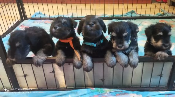 CUCCIOLI DI SCHNAUZER NANO NERO ARGENTO | Foto 3