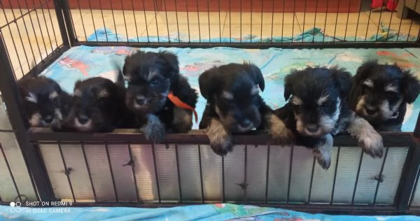 CUCCIOLI DI SCHNAUZER NANO NERO ARGENTO | Foto 2