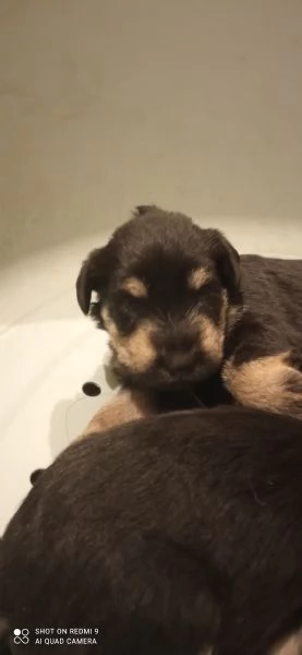 CUCCIOLI DI SCHNAUZER NANO NERO ARGENTO
