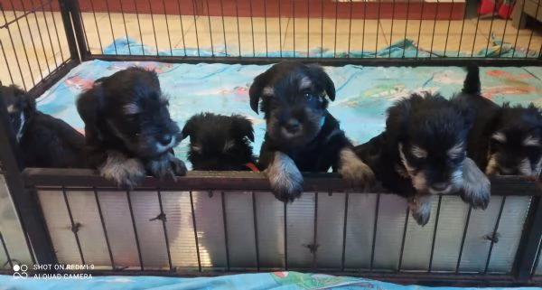 CUCCIOLI DI SCHNAUZER NANO NERO ARGENTO | Foto 1