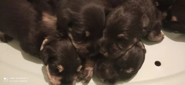 CUCCIOLI DI SCHNAUZER NANO NERO ARGENTO | Foto 4