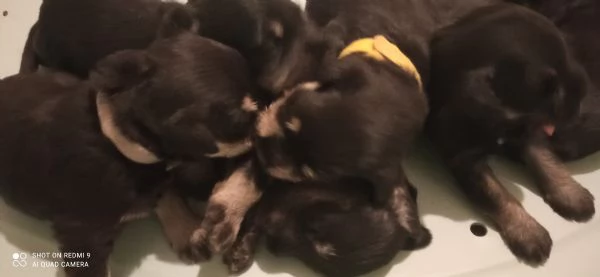 CUCCIOLI DI SCHNAUZER NANO NERO ARGENTO | Foto 3