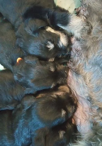 CUCCIOLI DI SCHNAUZER NANO NERO ARGENTO | Foto 2