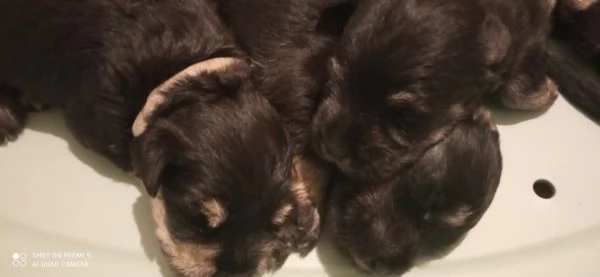 CUCCIOLI DI SCHNAUZER NANO NERO ARGENTO | Foto 1