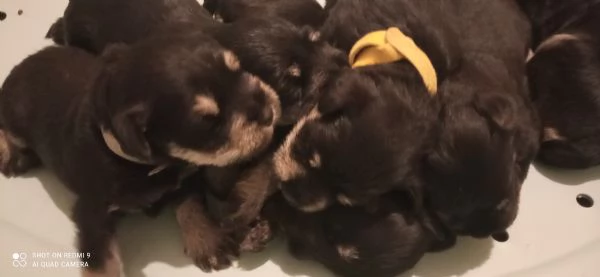 CUCCIOLI DI SCHNAUZER NANO NERO ARGENTO | Foto 0