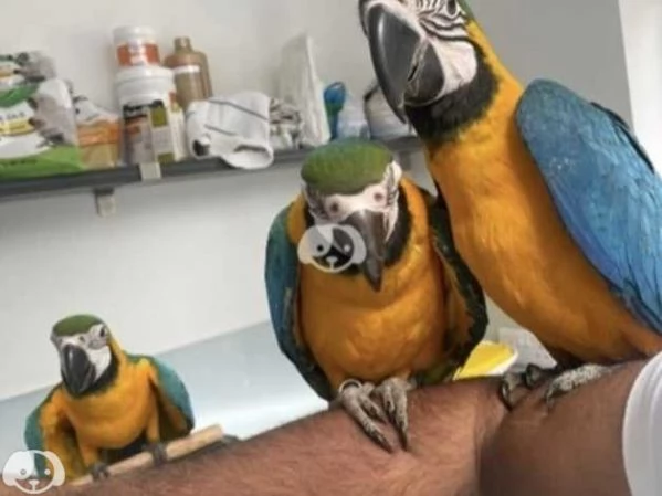 carino e adorabile pappagallo ara parlante per adozione gratuita