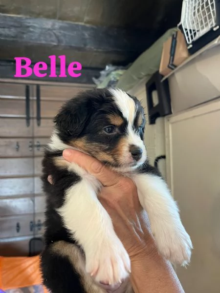 Cuccioli pastore australiano | Foto 6
