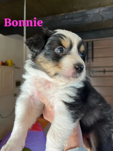 Cuccioli pastore australiano | Foto 4