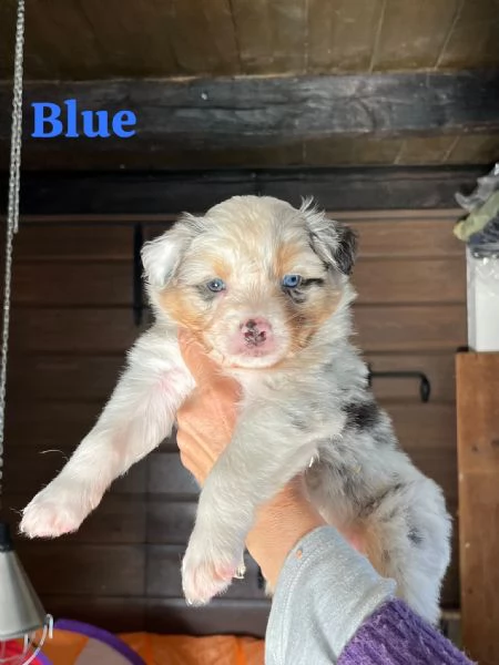 Cuccioli pastore australiano | Foto 2