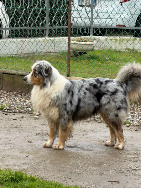 Cuccioli pastore australiano | Foto 0