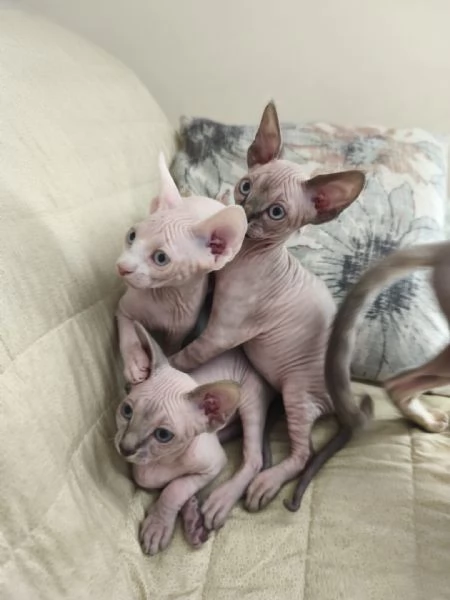 Cuccioli di  Sphynx con pedigree ANFI | Foto 3