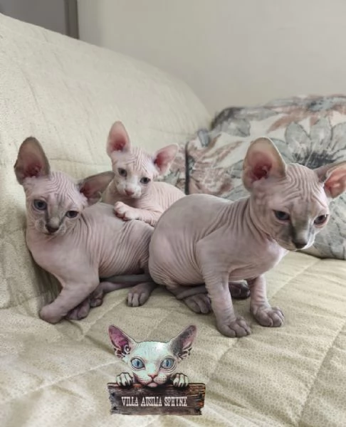 Cuccioli di  Sphynx con pedigree ANFI | Foto 2