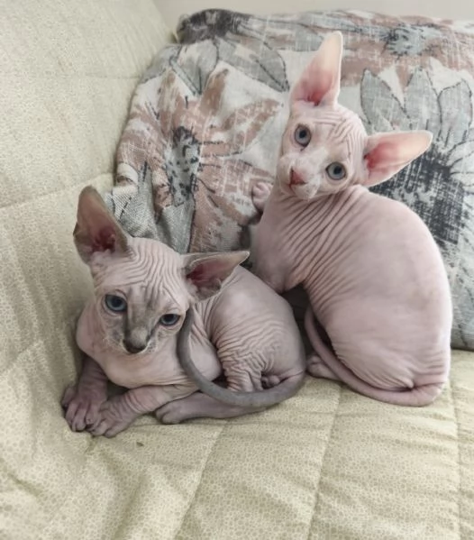 Cuccioli di  Sphynx con pedigree ANFI | Foto 1