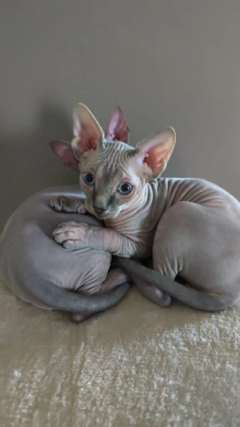 Cuccioli di  Sphynx con pedigree ANFI | Foto 2