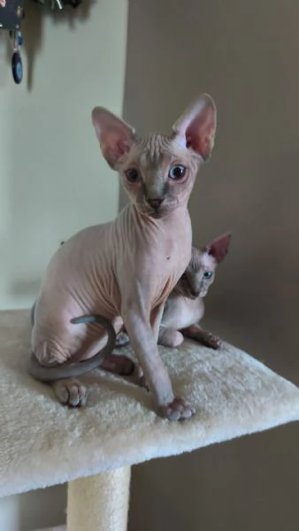 Cuccioli di  Sphynx con pedigree ANFI | Foto 1