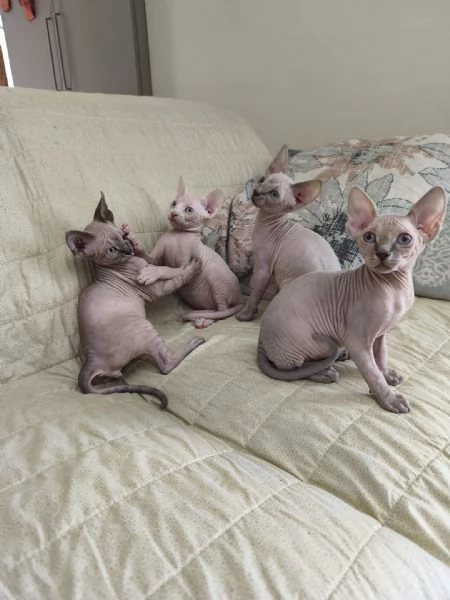 Cuccioli di  Sphynx con pedigree ANFI