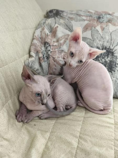 Cuccioli di  Sphynx con pedigree ANFI | Foto 0