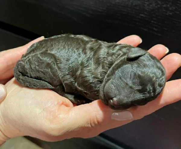 Barboncini Toy nero e marrone 