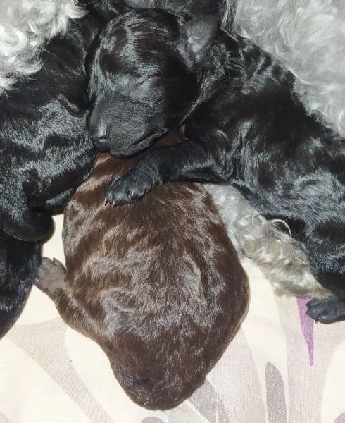 Barboncini Toy nero e marrone  | Foto 1