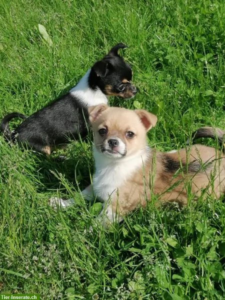 Cuccioli di Chihuahua toy Disponible per l adozione