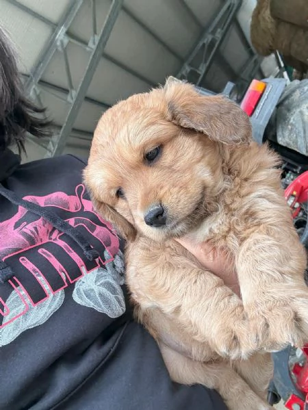 REGALO CUCCIOLI 