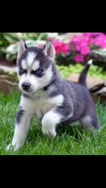 Cuccioli di Siberian Husky in adozione