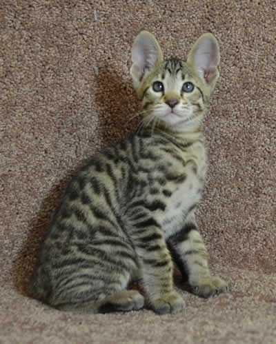 Deliziosi gattini Savannah da adottare