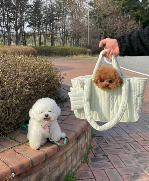 Cuccioli di Barboncini taglia piccola | Foto 0