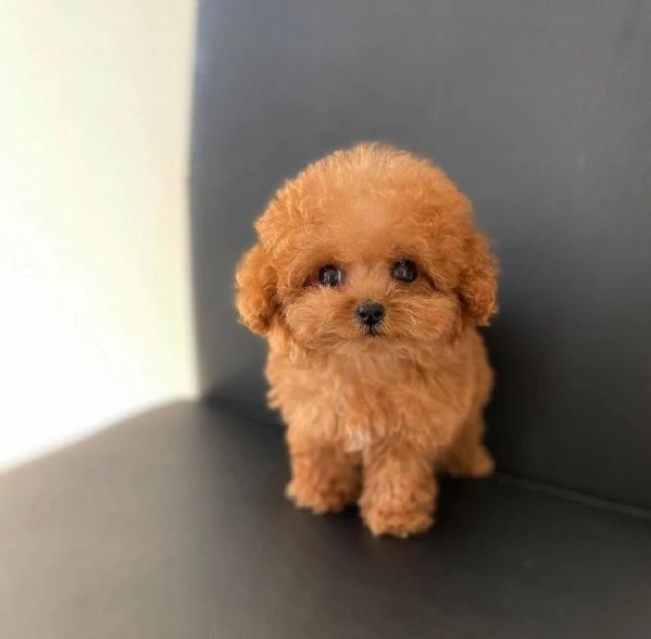 Cuccioli di Barboncini taglia piccola